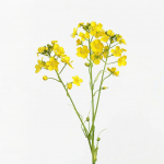 750 Graines de Colza - SemiSauvage Permaculture