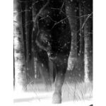 Wolf Icefield Wolf Romantiline teemantmaal t&auml;isring 40x50cm Broderie Diamant 20x15CM mitmev&auml;rviline