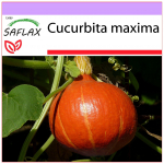 SAFLAX - K&otilde;rvits - Jaapani Hokkaido - 10 seemet - Cucurbita maxima