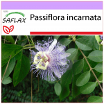 SAFLAX &ndash; metsik kannatuslill &ndash; 5 seemet &ndash; Passiflora incarnata