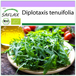 SAFLAX &ndash; Orgaaniline &ndash; Wild Rocket &ndash; 1500 seemet &ndash; Diplotaxis tenuifolia