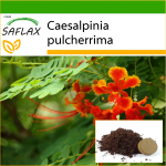 SAFLAX - Mehhiko paradiisilind - 10 seemet - Potisubstraadiga paremaks kasvatamiseks - Caesalpinia pulcherrima