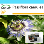SAFLAX &ndash; Kinkekomplekt &ndash; Kannatuslill &ndash; 25 seemet &ndash; Koos kinkekarbi, kaardi, etiketi ja potisubstraadiga &ndash; Passiflora caerulea