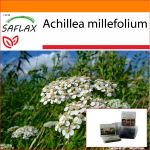 SAFLAX - Aed kotis - Harilik raudrohi - 200 seemet - Substraadiga sobivas p&uuml;stijas kotis - Achillea millefolium
