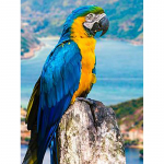 &Uuml;mmargune teemantmaaling DIY ristpistes komplekt linnumaal 5D kivist tikandid mosaiik ristpistes seinakunst Kodukaunistus Full Round 20x30CM