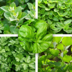 &Uuml;rdiseemnete komplekt piparm&uuml;nt pune basiilik koriandri leevik 5 tk. aia jaoks