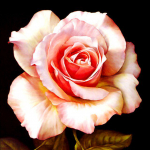 5D DIY Broderies Diamants Kingitus  V&auml;rviline p&auml;evalill  Teemantmosaiikmaal t&auml;isteemanttikandid 30x30