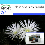 SAFLAX &ndash; kinkekomplekt &ndash; jumaldamise lill &ndash; 40 seemet &ndash; kinkekarbi, kaardi, etiketi ja potisubstraadiga &ndash; Echinopsis mirabilis