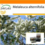 SAFLAX - Aed kotis - Austraalia teepuu - 400 seemet - Substraadiga sobivas p&uuml;stijas kotis - Melaleuca alternifolia
