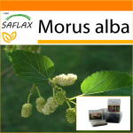 SAFLAX - Aed kotis - Valge mooruspuu - 200 seemet - Substraadiga sobivas p&uuml;stijas kotis - Morus alba