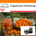 SAFLAX - Aed kotis - Chili - Kollane Habanero - 10 seemet - Substraadiga sobivas p&uuml;stijas kotis - Capsicum chinense