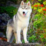 5D isetehtud Daimondi maali Siberi husky ristpistes kivist t&auml;iskleebitud tikkimiskomplekt Full Round 20x20CM