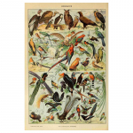 K&ouml;&ouml;giviljad, puuviljad, seened, loomad, retroplakat Botaaniline pilt, teadusprindid l&otilde;uendile. Kodubaar Kohviku sisekujundus Kunst seinamaaling 40x50cm