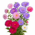 100 Saialille seemet (Hiina aster)