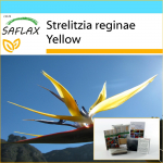 SAFLAX &ndash; kinkekomplekt &ndash; Kollane Strelitzia Mandela kuld &ndash; 4 seemet &ndash; Koos kinkekarbi, kaardi, etiketi ja potisubstraadiga &ndash; Strelitzia reginae Kollane