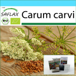 SAFLAX - Kingikomplekt - Orgaaniline - K&ouml;&ouml;mne - 800 seemet - Koos kinkekarbi, kaardi, etiketi ja potisubstraadiga - Carum carvi