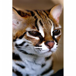 DIY 5D Teemantmaal T&auml;isringi puur Kass Rhinestones Pildid Teemanttikandid Loomad Mosaiik Seinakunst Kingitus Kodukaunistus Full Round 20x30CM