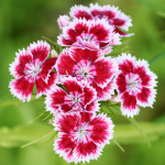 Hiina nelgi segu lilleseemned aeda, suured saagid