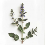 200 Graines d'Hysope Officinale (Hyssopus officinalis)