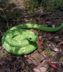 Simulatsioon Madu Suur Python V&otilde;ltsmadu V&auml;ike ussikangast nukk Palus m&auml;nguasi Tricky Kool Doll Lastele Loov kingitus 200cm gray