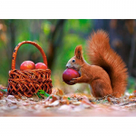 DIY Teemantmaal Oravad s&ouml;&ouml;vad &otilde;una Teemanttikandid Ristpistes Rhinestone'i mosaiikmaal 20X30CM