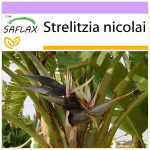 SAFLAX - Valge paradiisilind - 5 seemet - Strelitzia nicolai
