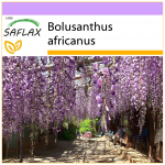 SAFLAX &ndash; Aafrika Wisteria puu &ndash; 15 seemet &ndash; Bolusanthus africanus