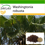 SAFLAX - Mehhiko puuvillapalm - 12 seemet - Potisubstraadiga paremaks kasvatamiseks - Washingtonia robusta