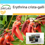 SAFLAX - Kingikomplekt - Cockspur Coral Tree - 6 seemet - Koos kinkekarbi, kaardi, etiketi ja potisubstraadiga - Erythrina crista galli
