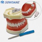 Hambaravi mudel igemehammaste &otilde;petamismudel Standardne hambaravi t&uuml;podonti mudeli demonstratsioon eemaldatavate hammastega hammaste mudel Hambaarsti mudelid 1 piece