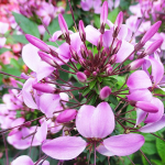 Kleome seemnesegu 1g - VILMORIN