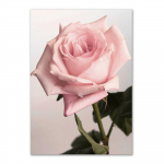 Roosa Roosi Skandinaavia Lilleplakatid Prindid Pojengi L&otilde;uendimaal Moodsad Seinakunsti Pildid Elutoa Kodu Dekoratsiooniks 21X30cm No Frame