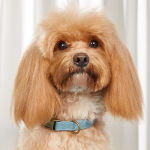 Koera kaelarihm j&auml;&auml;tunud veekindel ja kaelarihm V&auml;ikese ja keskmise suurusega koera kassi kaelarihm 1.5*20-32cm