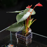 Multifunktsionaalne kalaakvaarium veerohu istutamise tass aretus isolatsioonikast akvaariumi h&uuml;dropoonilised taimed akvaariumi haljastus