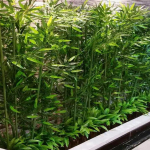 Kunstbambusest vahesein kr&uuml;pteeritud plastikuga siseruumide p&otilde;randakaunistuseks