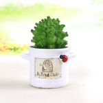 Sukulendid potitaimed Bonsai Mikromaastik Mood Kodu Loov T&ouml;&ouml;laua Vaigukaunistus valge