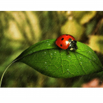 T&auml;ielik 5D teemantmaaling Roheliste lehtede ja putukate teemanttikandid t&auml;ispistes ristpistes kodukaunistus k&auml;sitsi valmistatud kingitus 20x30cm