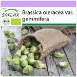 SAFLAX &ndash; Orgaaniline &ndash; Rooskapsas &ndash; Groninger &ndash; 30 seemet &ndash; Brassica oleracea