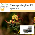 SAFLAX - Aed kotis - Paabulinnup&otilde;&otilde;sas - 10 seemet - Substraadiga sobivas p&uuml;stises kotis - Caesalpinia gilllesii