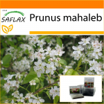 SAFLAX - Aed kotis - Mahalebi kirss - 30 seemet - Substraadiga sobivas p&uuml;stijas kotis - Prunus mahaleb