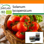 SAFLAX - Aed kotis - Mahe - Tomat - Berner Rose - 10 seemet - Substraadiga sobivas p&uuml;stijas kotis - Solanum lycopersicum