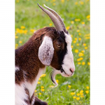 5D DIY t&auml;isring puur Teemantmaaling Hirved Loomade Teemanttikandid Ristpistes Komplekt Mosaiikvaigust Kingitus Seinakunst Kodukaunistus Full Round 20x30CM