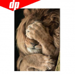 Loomade tiigri teemanttikandid 5D DIY teemantmaal ristpistes pilt t&auml;is&uuml;mmargune teemant 20X30