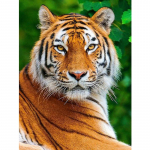 Tiger Anime kohandatud isetehtud teemantmaali ristpistes 30x30cm teemantmosaiik 20x15CM mitmev&auml;rviline