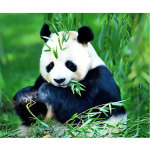 Teemanttikandid Panda Ristpistes Loomad Teemantmaal 5D Rhinestones Mosaiik 20X30CM