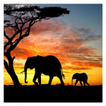 5D DIY Teemantmaaling Elevant Scenic 5D Teemanttikandid Ristpistes Ema Poja P&auml;ikeseloojangu Kodukaunistus 30X30CM