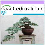 SAFLAX - Bonsai - Liibanoni seeder - 20 seemet - Cedrus libani