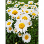 5d t&auml;isteemantmaaling karikakra maastik Teemantmosaiik tikandid lilled k&auml;sit&ouml;&ouml; kividest pildid kodukaunistus Full Round 20x30CM