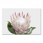 Protea King Flower Plant Pilt Botaanika Kunst Plakat P&otilde;hjamaade lilleline Seinakunst L&otilde;uenditr&uuml;kk Maali Kaasaegne elutoa kaunistus Ilma raamita 21*30cm