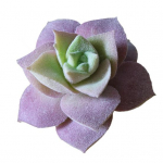 1 tk plastist v&otilde;ltsitud kunstlikud sukulendid Bonsai aia kodukontori sisustus A